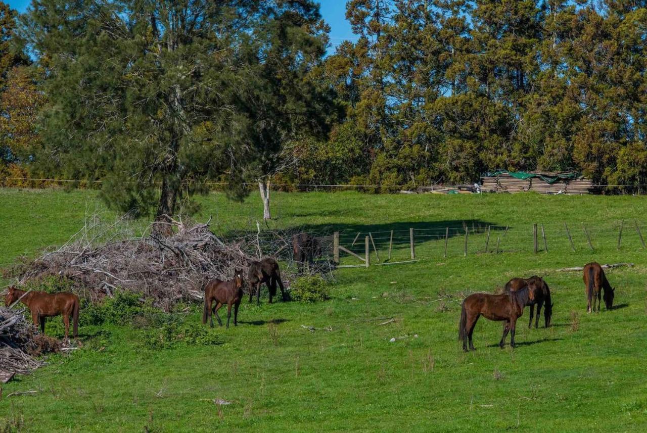 Cosy Lifestyle Cottage Perfect Getaway Pukekohe Exterior foto